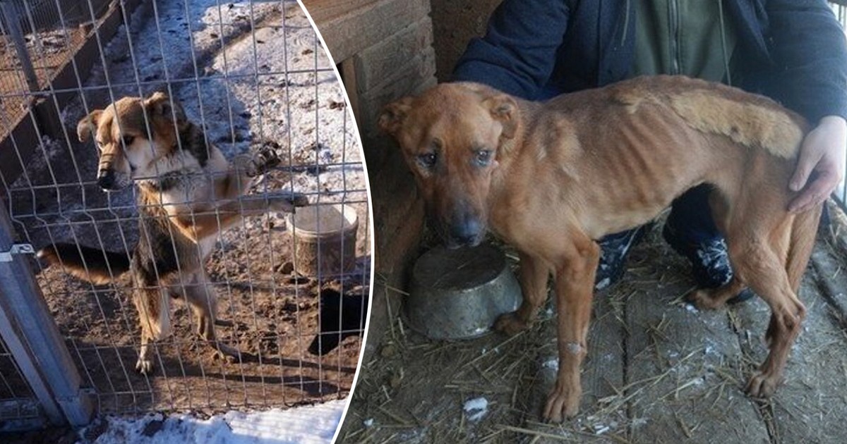 Psy na mrozie, ludzie w szoku. Co się stało w schronisku "Kocham Psisko"?