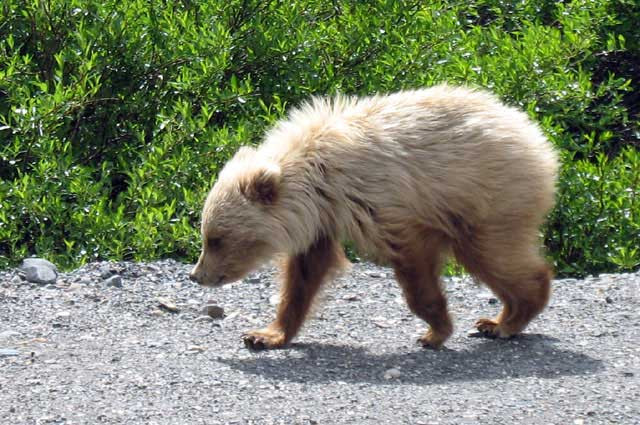 Galeria USA - Park Narodowy Denali, obrazek 19