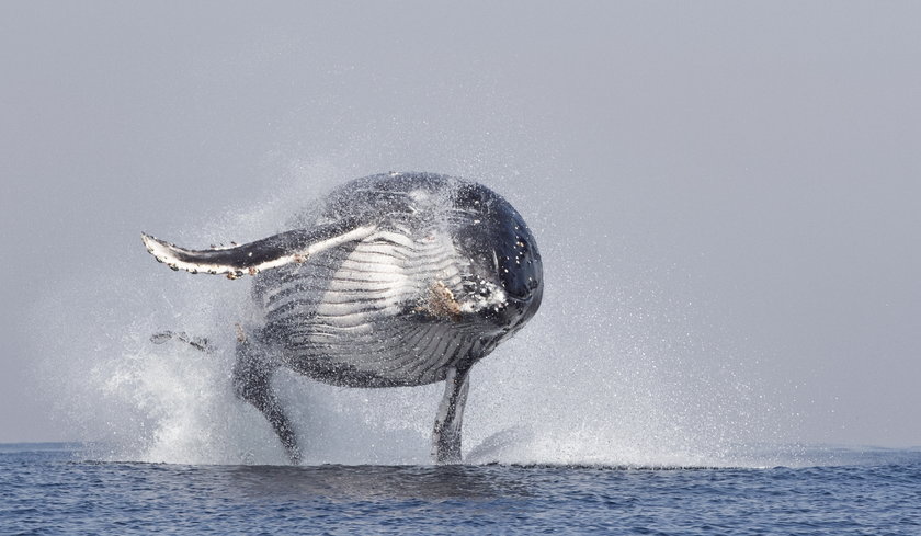 Wieloryb w locie