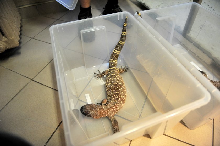 Helodermy już można oglądać w łódzkim zoo