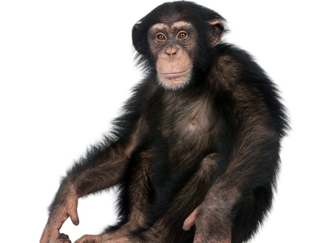 10. Kobiety najbardziej podnieca widok seksu... szympasów