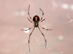 W uchu kobiety przez pięć dni żył... pająk!