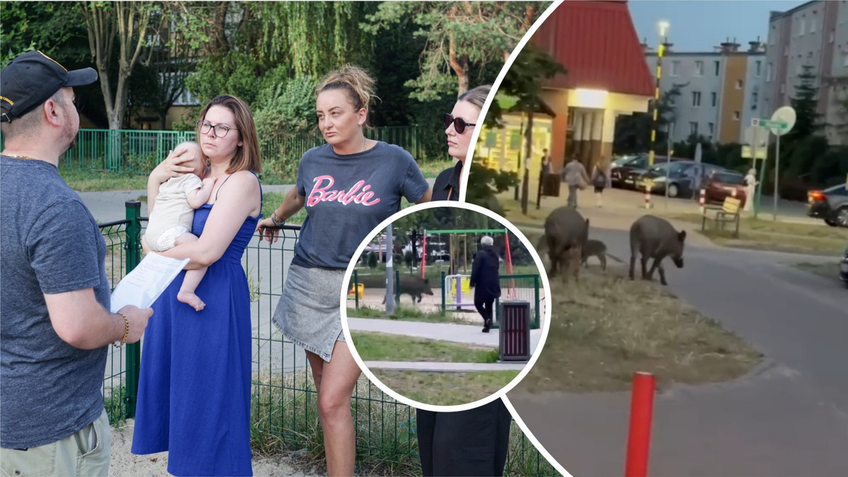 Ataki dzików pod Warszawą. "Trauma po tym zdarzeniu pozostała mi do dziś"