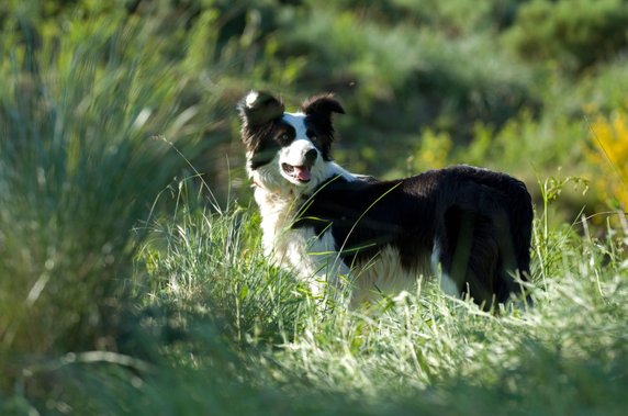 Miejsce 1: Border collie