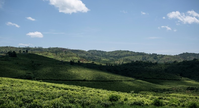 Beautiful but dangerous: A view across the JTN tea plantation in a region of eastern DR Congo known as 'the Switzerland of Africa.' The verdant region is also riddled with brutal militias, who often clash over land