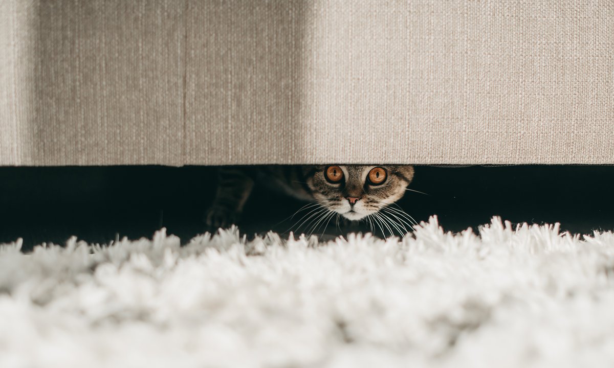 Córka znęcała się nad kotem, matka nagrywała wideo. Sąd wydał wyrok