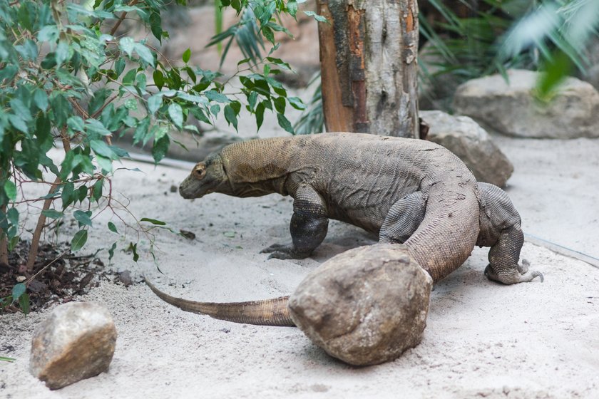 Warany ze Starego ZOO w Poznaniu mają nowy wybieg