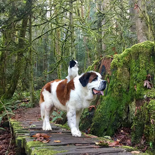 giant-saint-bernard-carries-tiny-dog-blizzard-lulu-david-mazzarella-10