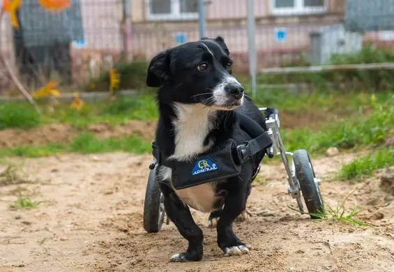 Psy i koty szukają domów na opakowaniach diety pudełkowej. Zjedz i zaadoptuj