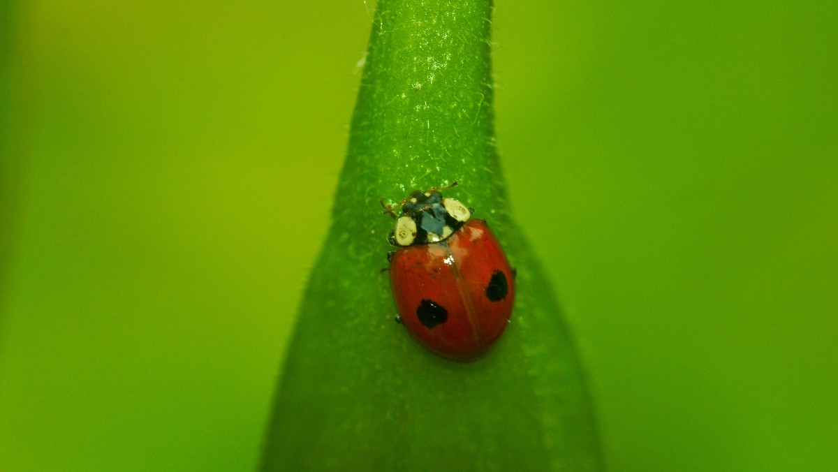 Two spotted Ladybird Adalia bipunctata on a Brugmansia bud