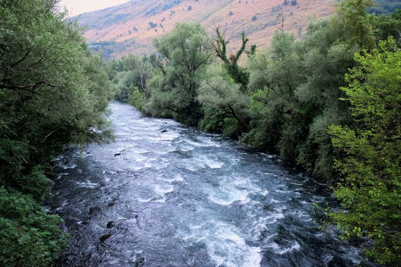 (VIDEO) GOMILA ZMIJA VISI NA DRVETU! Prolaznici snimili horor uz obalu Zete