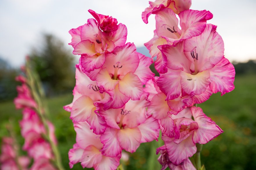 Kwitnące gladiole - Novak/stock.adobe.com