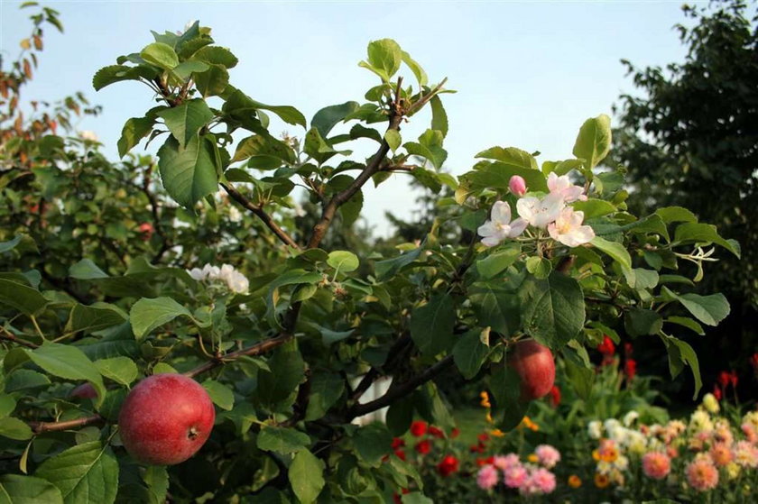 W Katowicach kwitną jabłonie