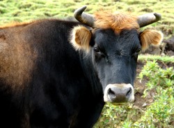 Byczek przebiegł im przez śniadanie