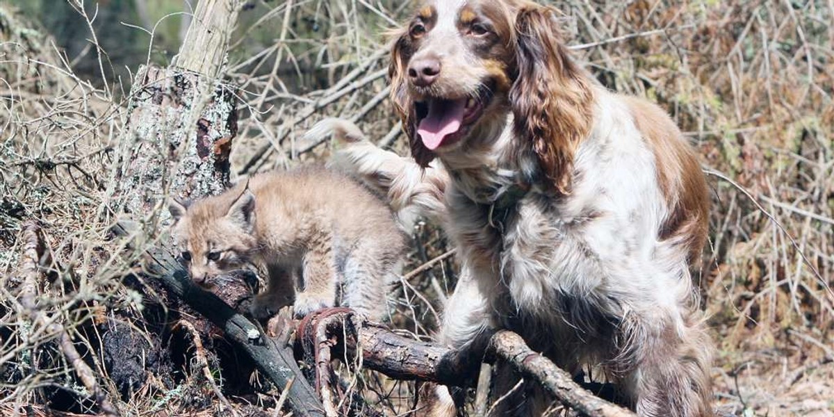 spanielka wychowuje rysia