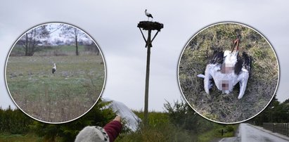 Nie doczekał wiosny. Na łące znaleziono truchło Kajtka. Bocian nie miał głowy