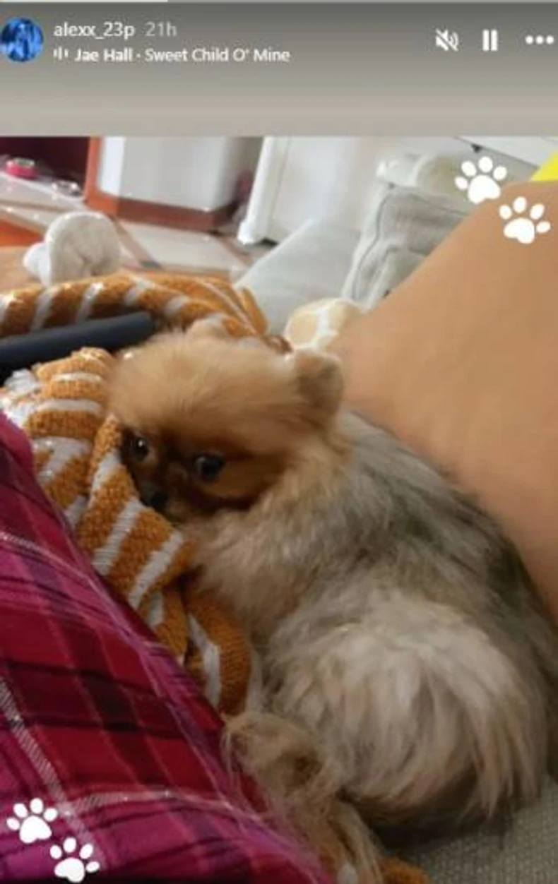 Aleksandrin ljubimac