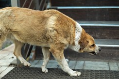Światowy Dzień Wścieklizny. Co wiemy o tej śmiertelnej chorobie?