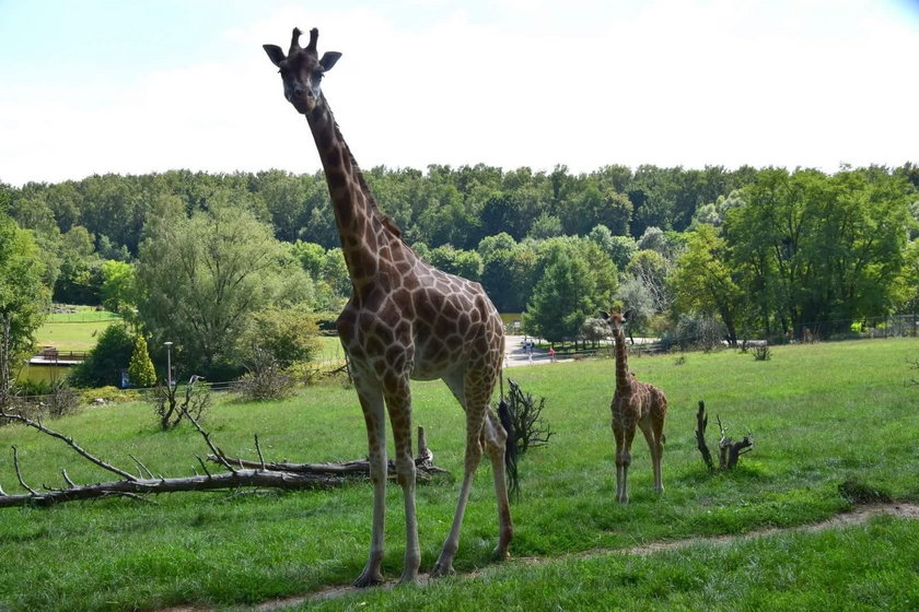 Odwiedzający zoo winni śmierci żyrafy?