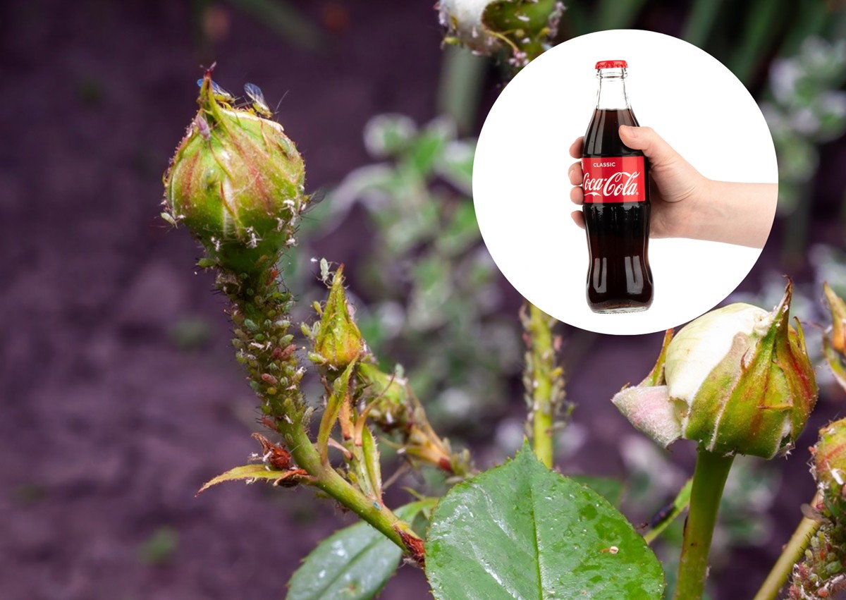 oprysk cola na mszyce jak zrobić