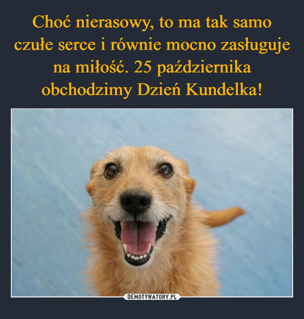 Dzień Kundelka. Oto najlepsze memy