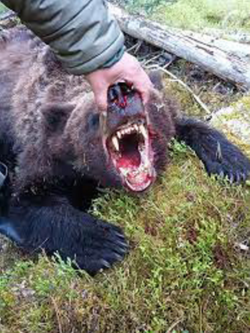 Horror w parku narodowym. 16-latek został rozszarpany przez niedźwiedzia
