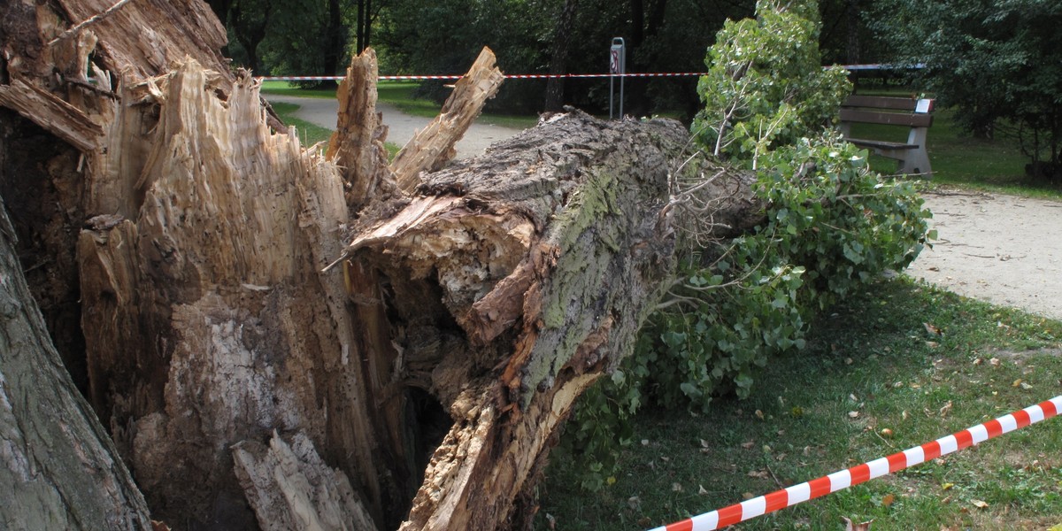 Miejsce gdzie zginęła dziewczyna przygnieciona konarem