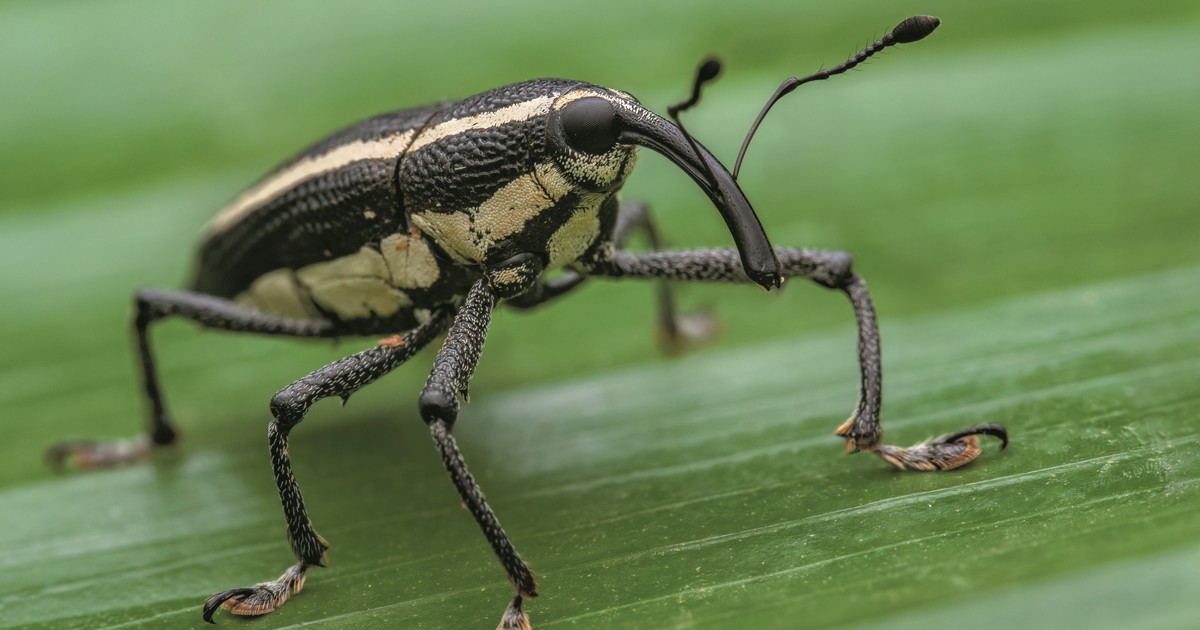 Te zwierzęta niszczą uprawy. Które są najgroźniejsze?