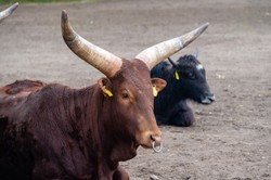 10 najbardziej szokujących zwierząt, których istnienia nie podejrzewałeś