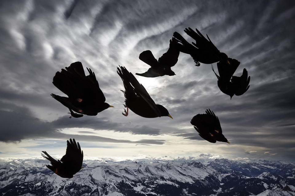 Zwycięzca w kategorii "Natura i Środowisko - pojedyncze zdjęcie" - Alessandra Meniconzi (Szwajcaria) - Alpejskie kruki (wieszczki), Alpy Appenzellskie, Szwajcaria