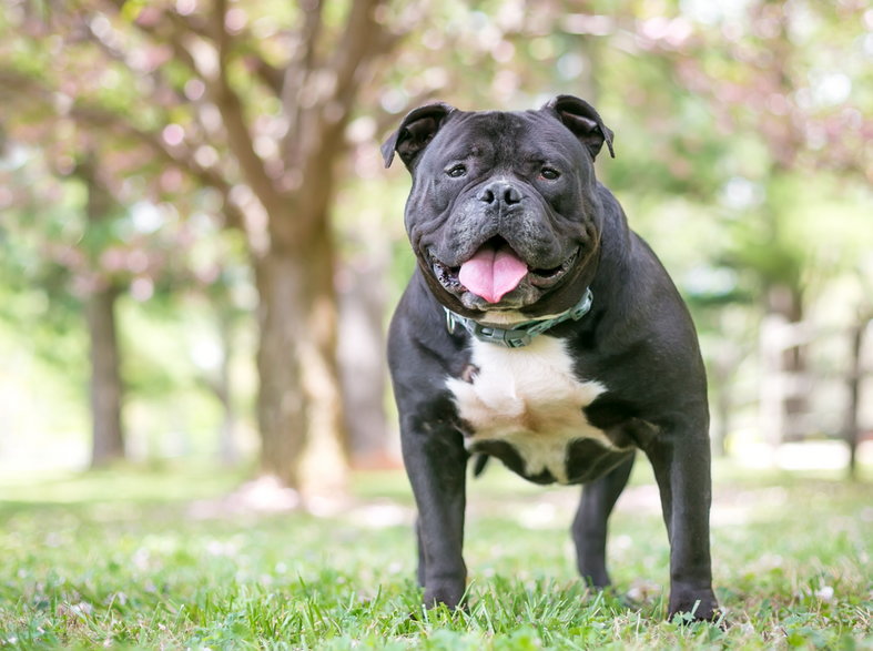 Staffordshire bull terrier