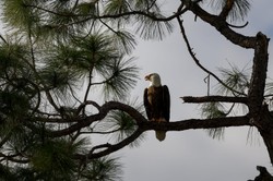 Ochrona zwierząt przed wyginięciem to również strategia klimatyczna
