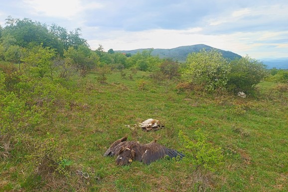 (FOTO) OTROVANA STROGO ZAŠTIĆENA PTICA Horor kod Svrljiga: Muškarac (57) pokušao da sakrije tragove, ubrzo je uhapšen