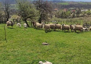 Imanje Nenada Jezdića