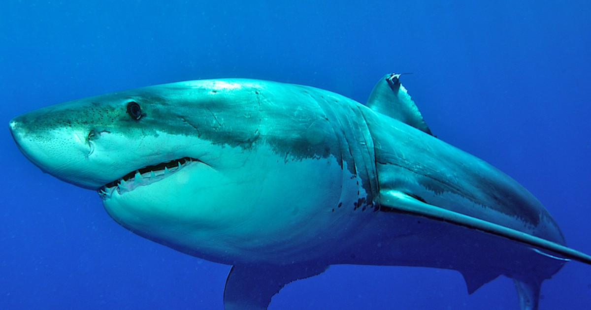 Egypt: Žralok zabil českého turistu