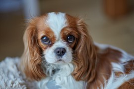 10 NAJMIRNIJIH I NAJINTELIGENTNIJIH RASA PASA: Savršeni su za porodičnog ljubimca i mnogo su slatki