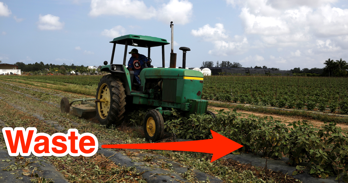 Farmers are destroying their own crops after the coronavirus ravaged