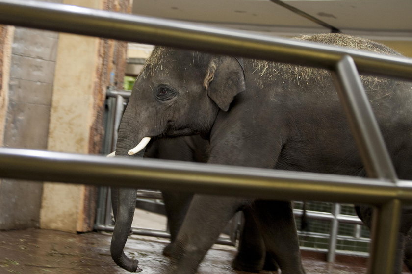 Przywitanie słoni w chorzowskim zoo
