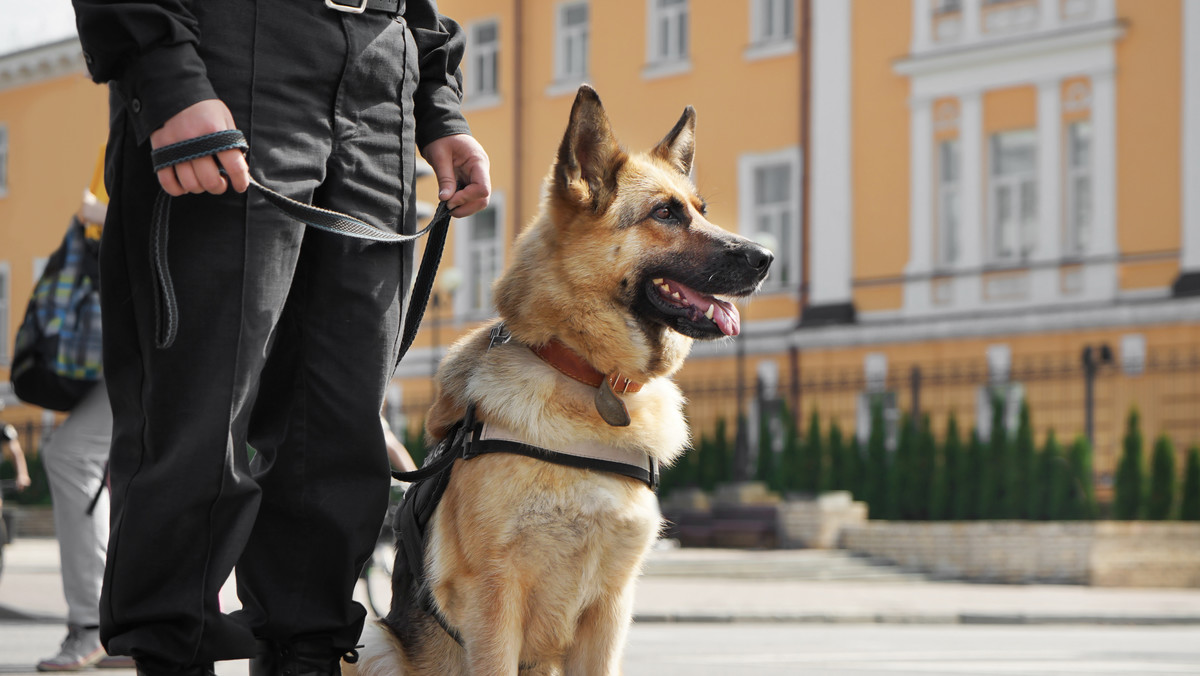 Na granicy czesko-słowackiej policyjny pies pogryzł dziewczynkę z Kurdystanu