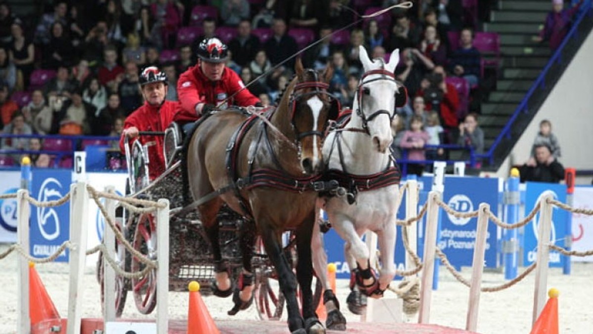 Konkursy w skokach przez przeszkody, powożenie, kiermasz sprzętu jeździeckiego - to tylko niektóre z atrakcji warszawskiej Cavaliady. Finałowe zawody jeździeckie rozpoczęły się dzisiaj na Torwarze przy ul. Łazienkowskiej 6a. Impreza potrwa do niedzieli, 15 marca.