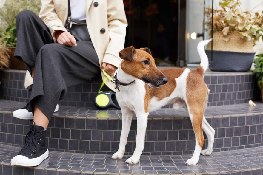 Jack Russel terrier