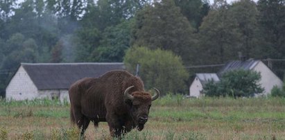 Żubr zabił rolnikowi konia