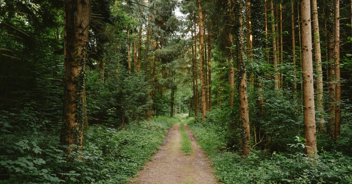 Bat na śmieciarzy w lasach. choćby 10 tysięcy złotych kary