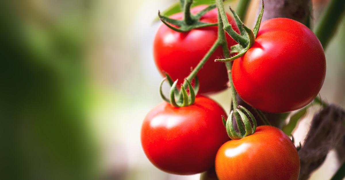 Los agricultores españoles luchan contra sus propias bandas y roban frutas y verduras directamente de los campos.