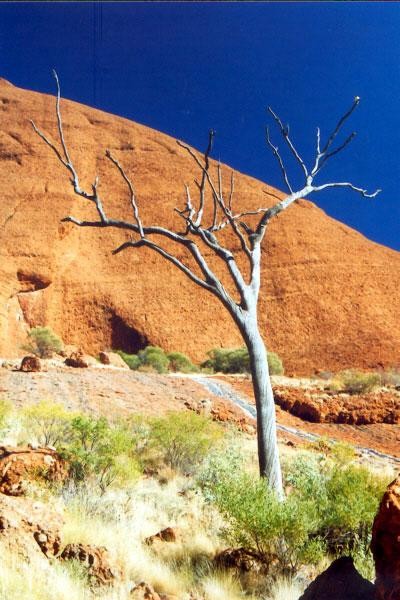 Galeria Australia - Cainrs - Alice Springs - Sydney, obrazek 18