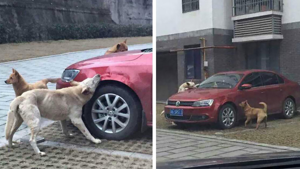 Pewien mężczyzna w Chinach najwyraźniej miał dość swojego psa i postanowił wyrzucić go z samochodu na jednym z parkingów. Nie musiał długo czekać na to, żeby sprawiedliwości stało się zadość.