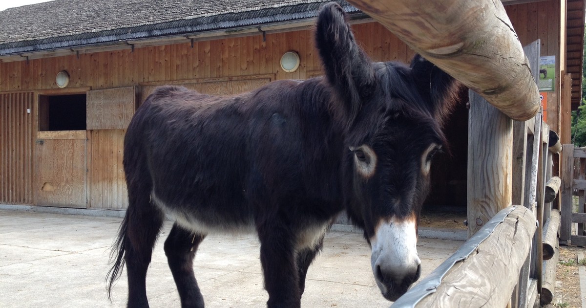 Osioł z wrocławskiego zoo stawia na zwycięstwo Polski - Wiadomości