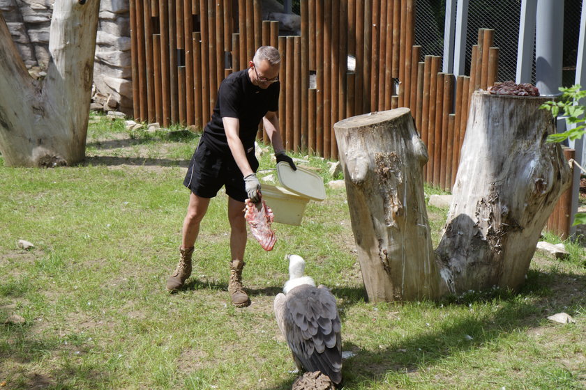 Nowy wybieg dla sępów w łódzkim zoo 