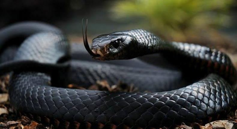 A Kenyan research centre is working to develop the first snake antivenom in East Africa and stop unnecessary deaths dead on its tracks. (kenyageographic)