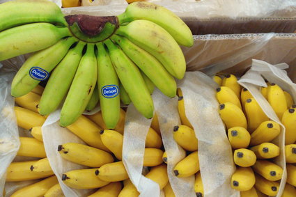 Kokaina w bananach? Zaskakujące znalezisko w sklepach znanej sieci na Pomorzu